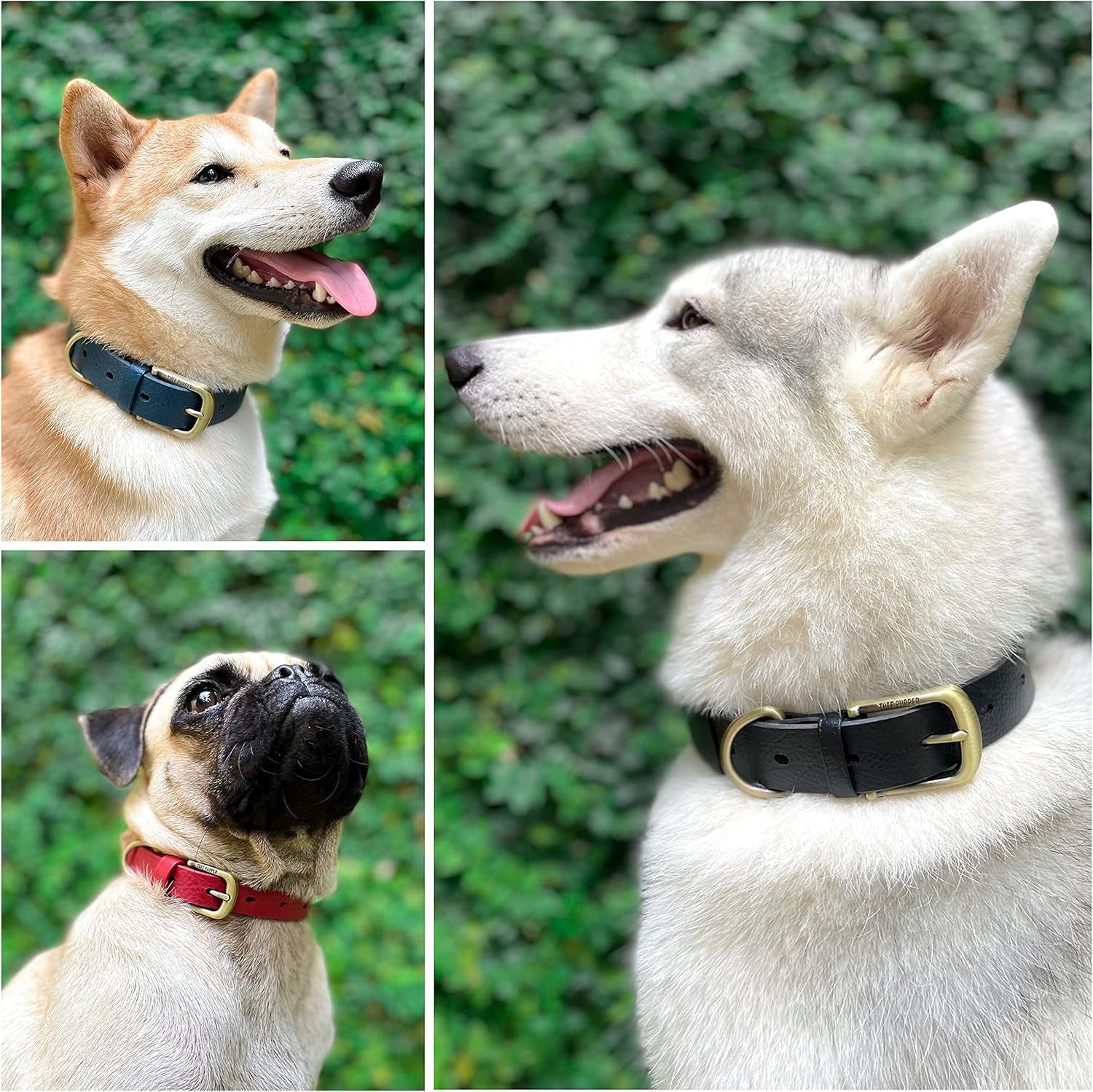 Unleash Adventure with 's Indestructible Dog Collar! 💪🐾 10X Stronger than Leather, Waterproof & Odor-Proof! 🐶🌊✨ #TuffPupper #DogLife