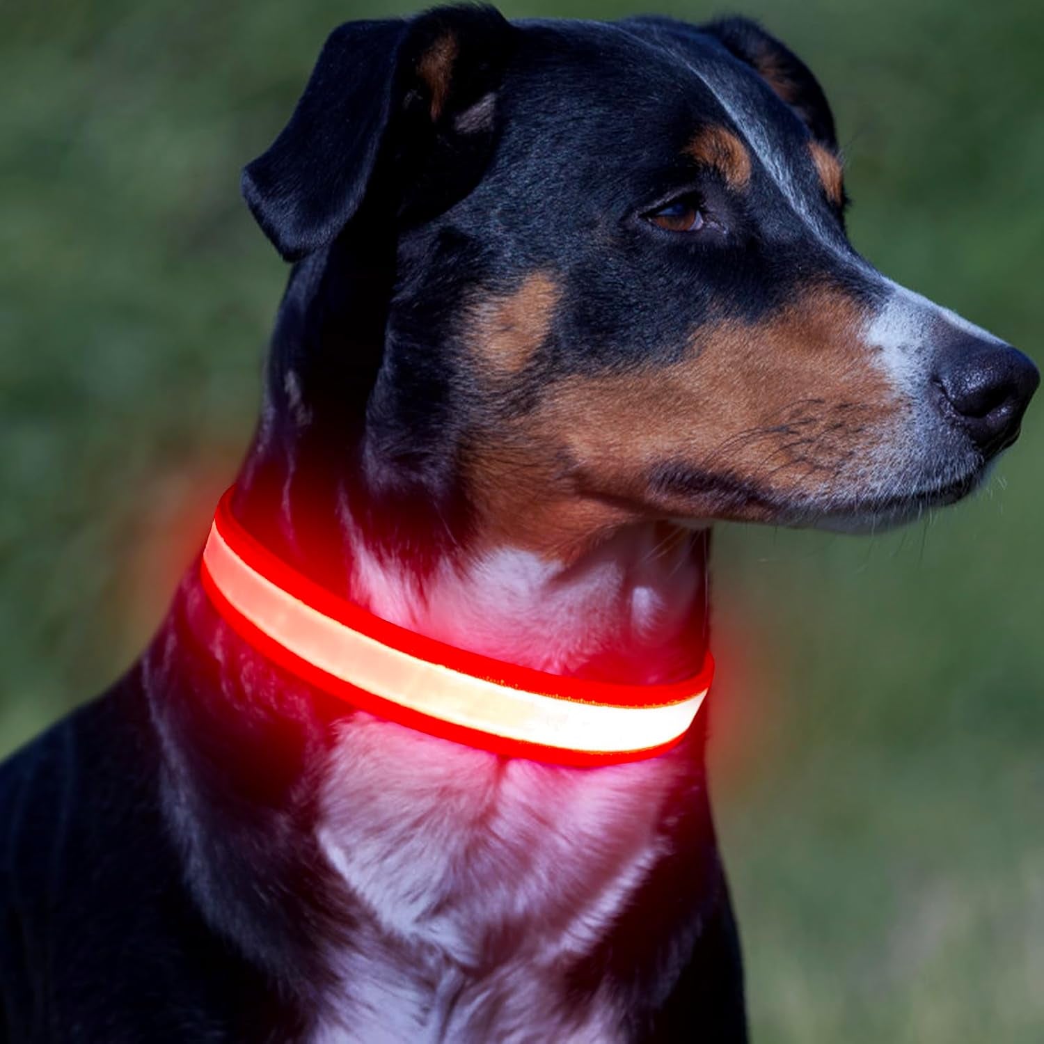 Light Up Your Pup's Night with  LED Dog Collar! 🐶✨ Adjustable, USB Rechargeable, and Super Bright Safety Glow - Perfect for Small Dogs in Red! 🌟 #DogLovers #PetSafety